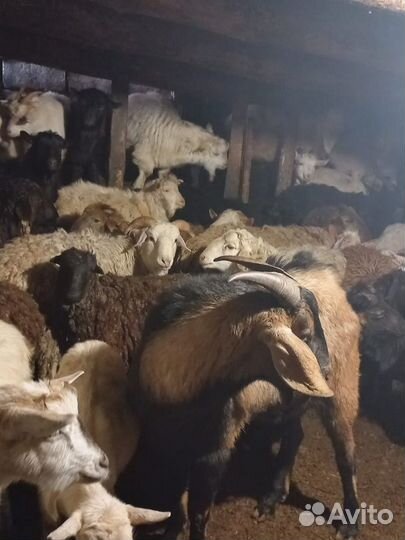 Продажа животных