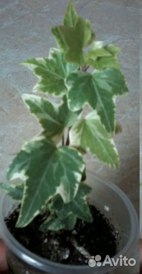 Церопегия вар Колеус Плющ Хлорофиту Фиалка и детки