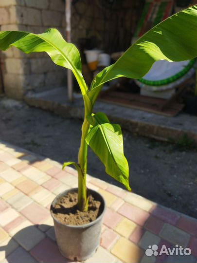 Банан японский Басио