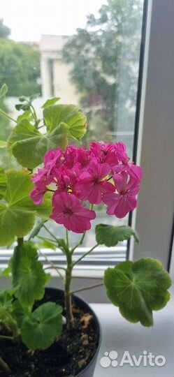 Пеларгония герань