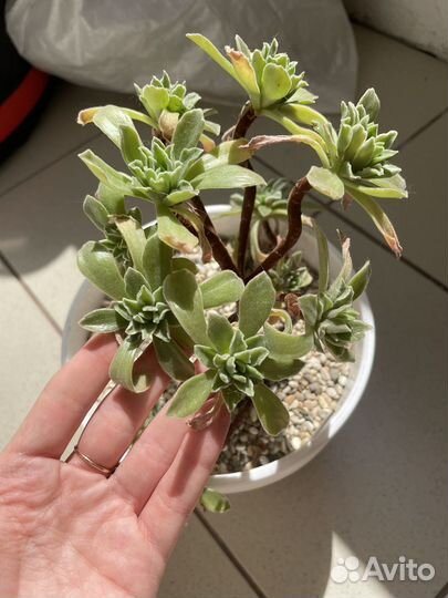 Суккуленты