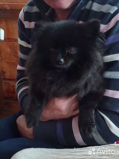 Немецкий шпиц