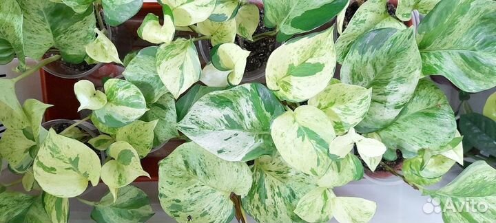 Ароидные Эпипремнум marble apple