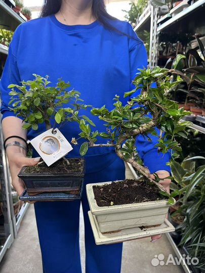 Дерево бонсай, кармона, вяз, лигуструм, мирт