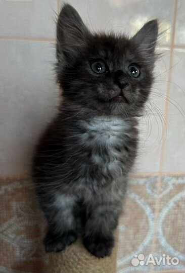 Котята