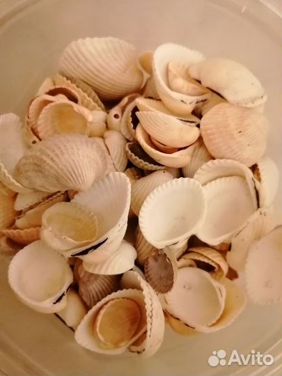 Морские ракушки