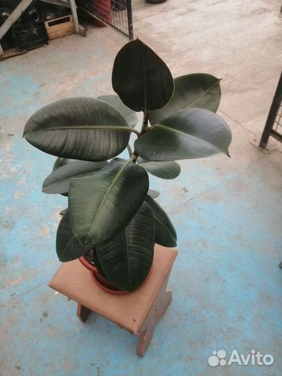 Фикус Робуста