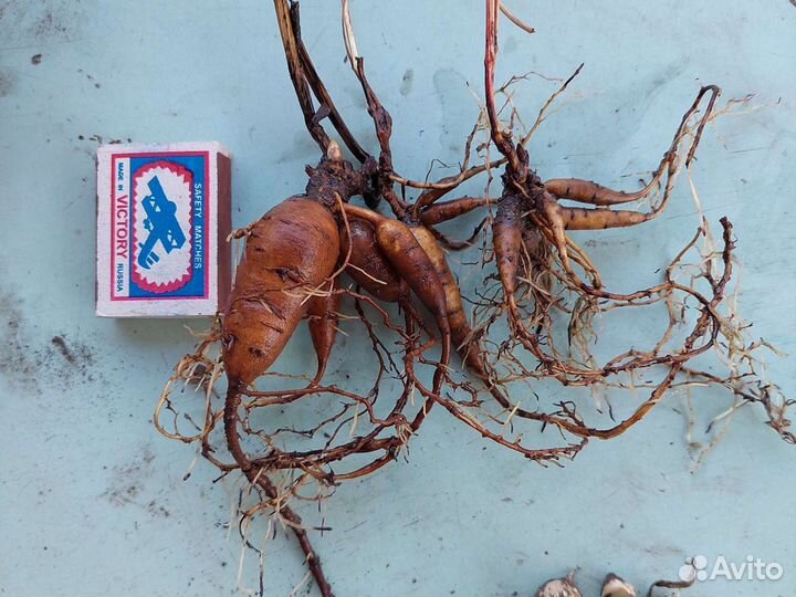 Пион марьин корень