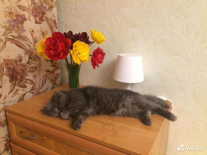 Британский кот вязка