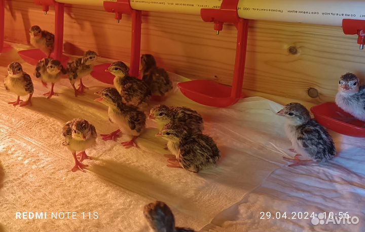 Птенцы кеклика