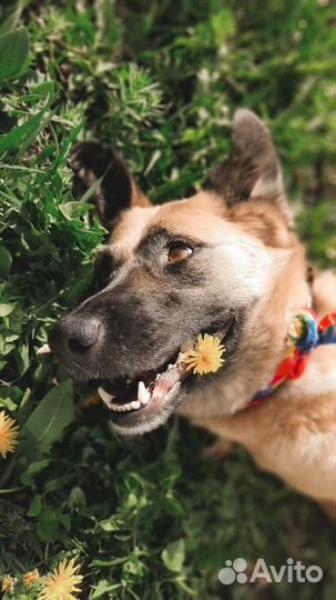 Собака Бэлла