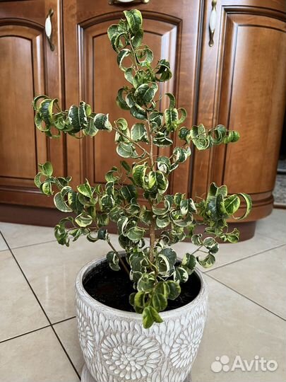 Фикус Барок/Фикус Ирэн