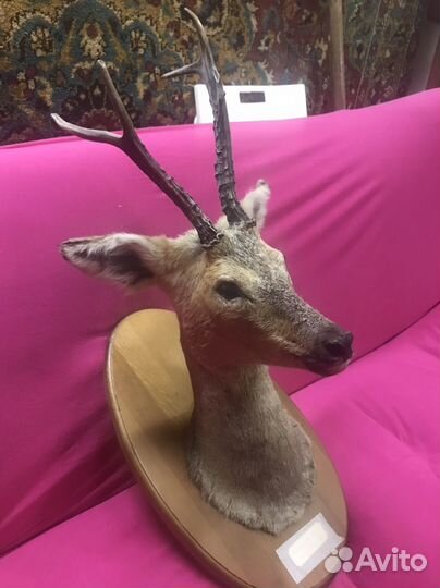 Чучело касули