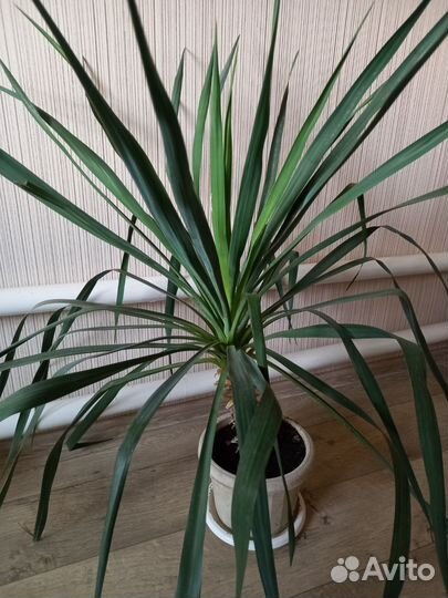 Комнатные цветы Юкка