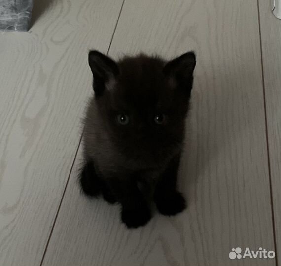 Шотландская прямоухая кошка