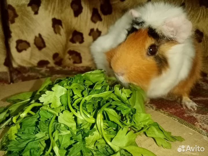 Морская свинка