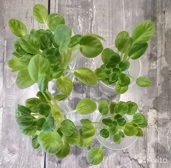 Радость простых мелодий. Детки сортовых фиалок