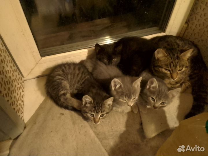 Кошка в дар бесплатно