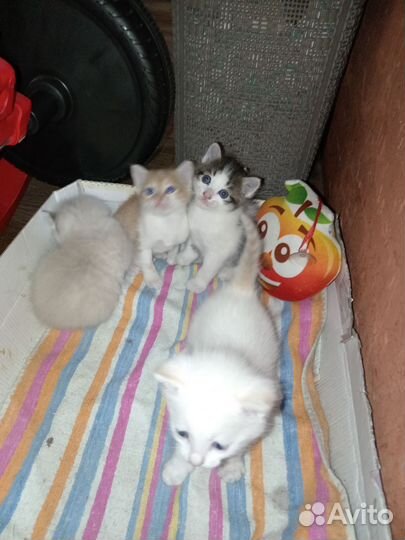 Котята с доставкой