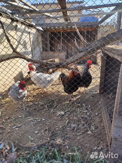 Молодые петухи