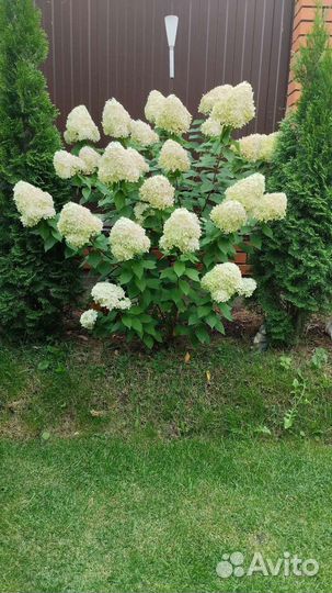Гортензии метельчатые
