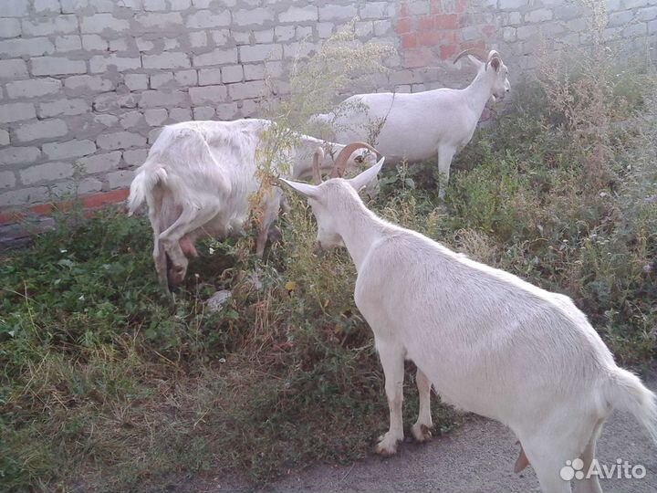 Козье молоко