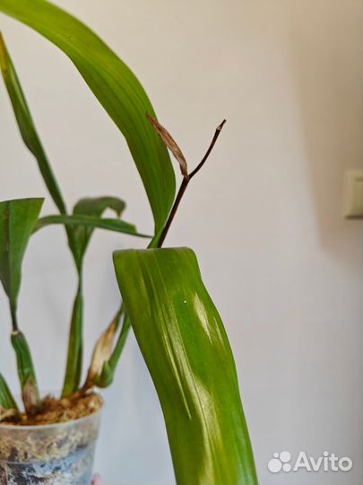 Орхидея Coelogyne (mooreana x cristata) x lawrence