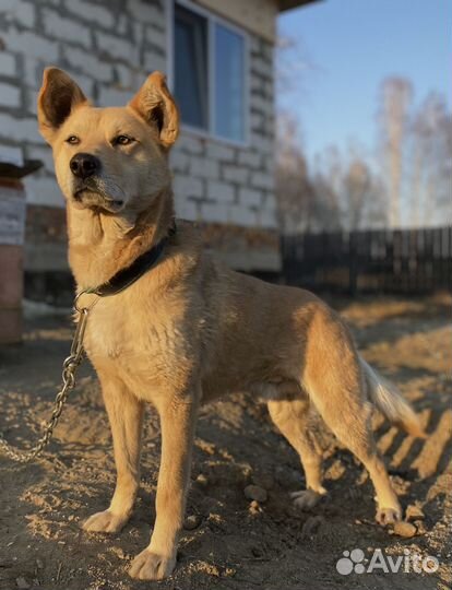Собака ищет дом