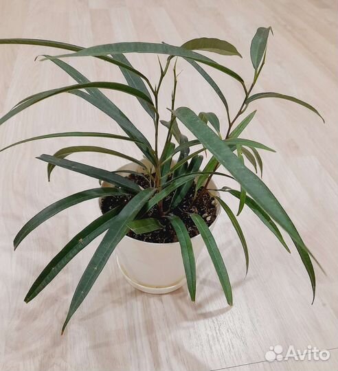 Фикус Али Грин