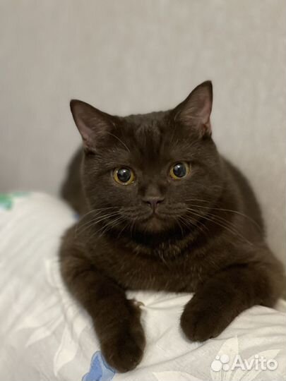 Британская кошка