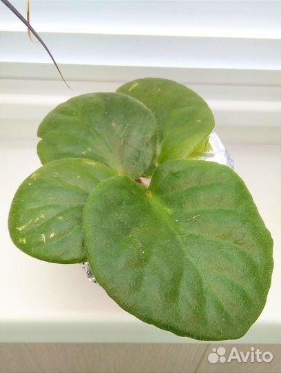 Фиалка. Лист с корешками