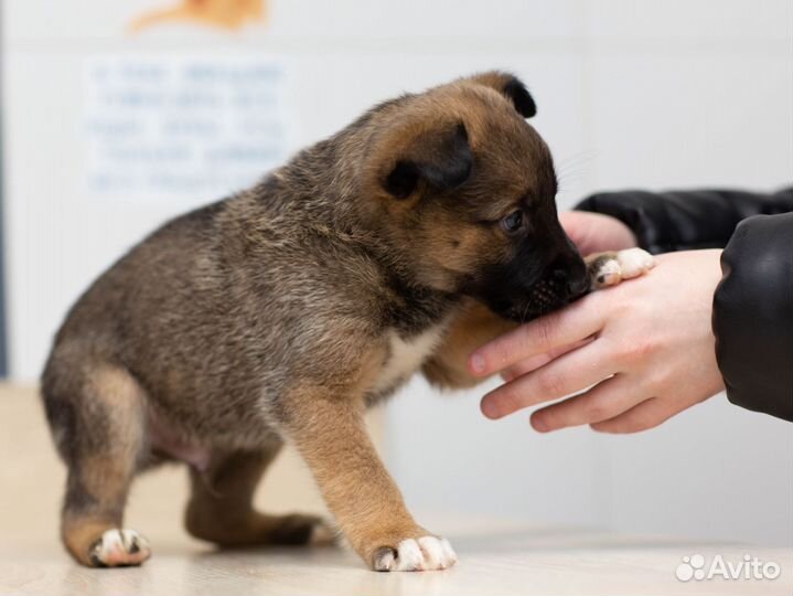 Щенки в добрые руки
