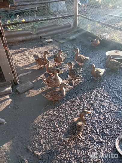 Подсадные утки для охоты