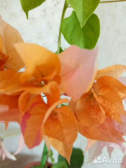 Бугенвеллия