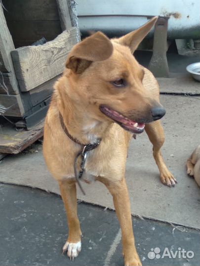 Щенки бесплатно