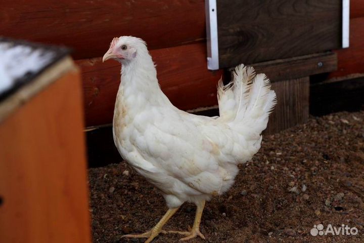 Курочки - молодки