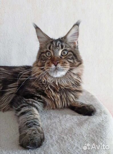 Котята мейн-кун