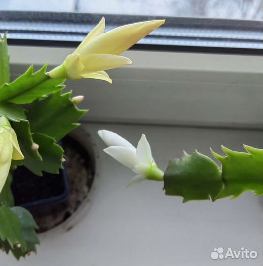 Декабрист белый, желтый