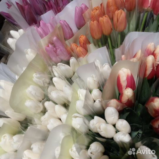 Тюльпаны к 8 марта