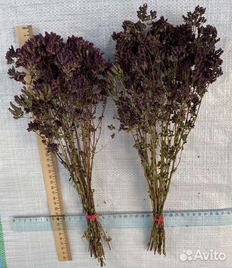 Лаванда Крымская, букетик