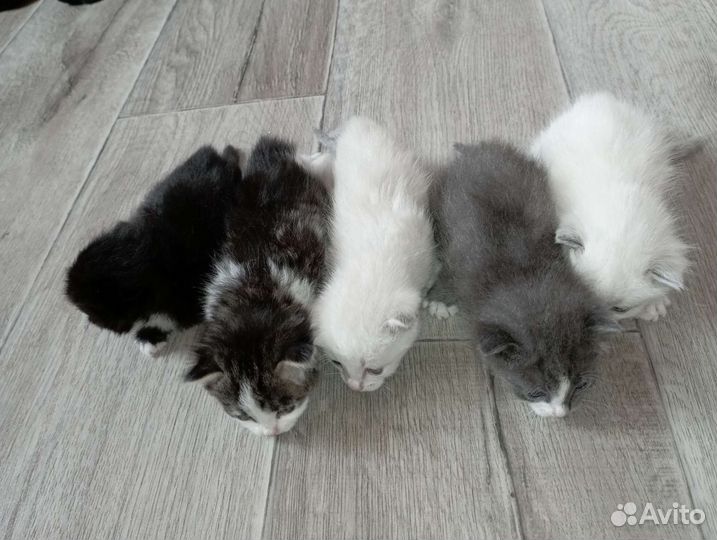 Котята бесплатно