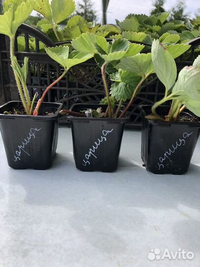 Рассада клубники