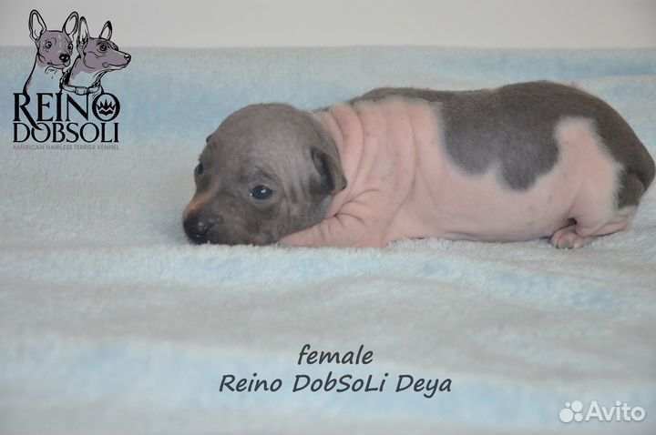 Щенки Американского голого терьера