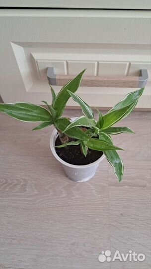 Драцена душистая