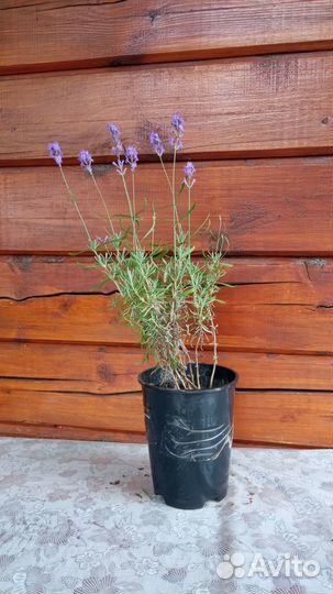 Лаванда саженцы