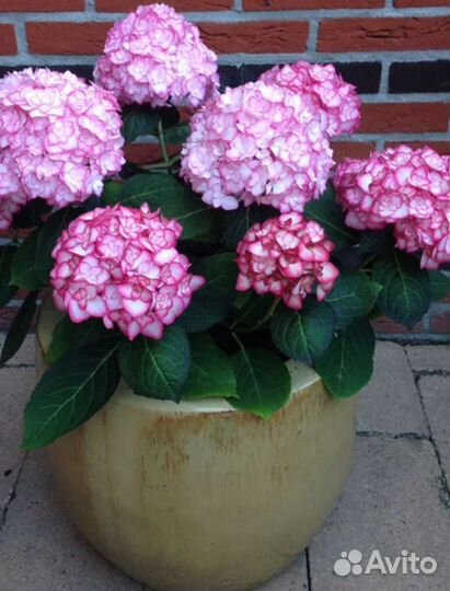 Гортензия крупнолистовая мисс саори