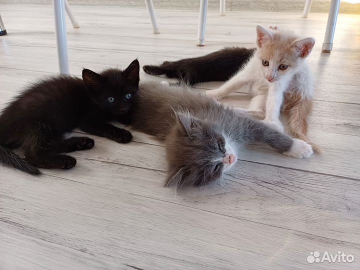 Отдам в добрые руки котят