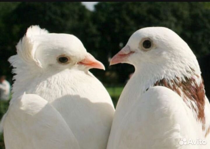 Голуби белые на свадьбу
