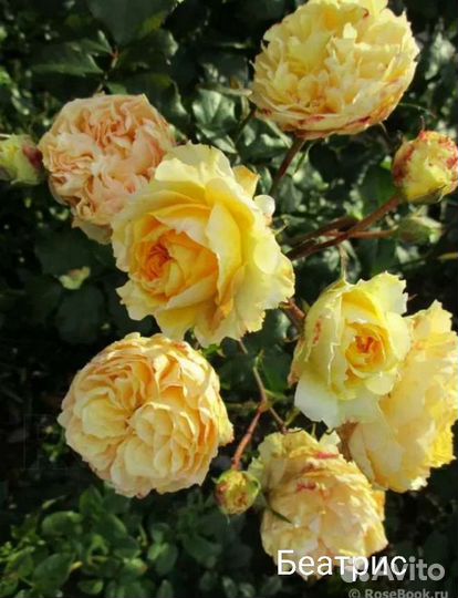 Саженцы роз