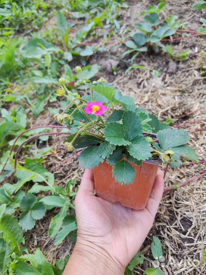 Саженцы клубники